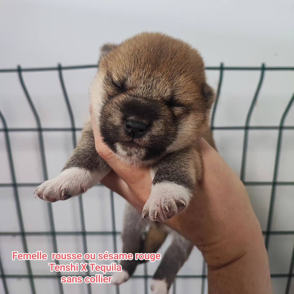 De La Vallée Des Loges - Chiot disponible  - Shiba