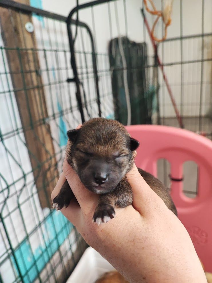 De La Vallée Des Loges - Chiot disponible  - Shiba