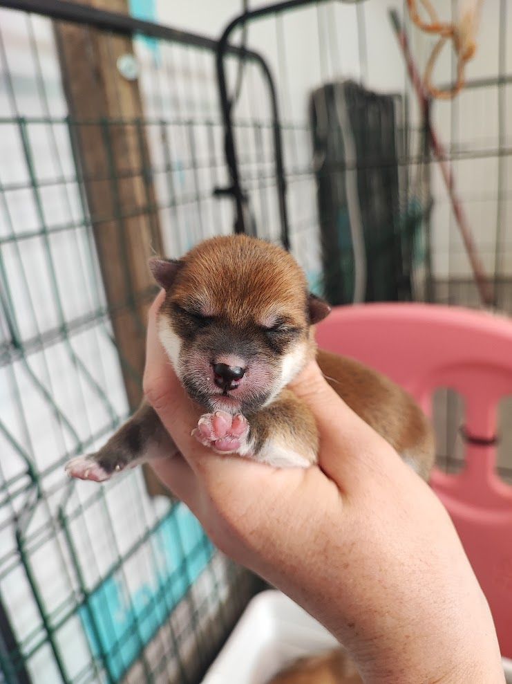 De La Vallée Des Loges - Chiot disponible  - Shiba