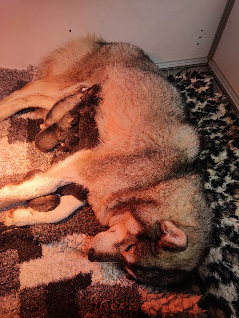 chiot Siberian Husky De La Vallée Des Loges