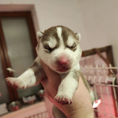 De La Vallée Des Loges - Siberian Husky - Portée née le 14/12/2022