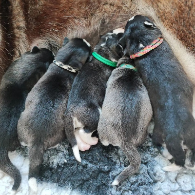 De La Vallée Des Loges - Siberian Husky - Portée née le 01/07/2022