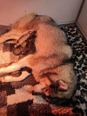 De La Vallée Des Loges - Siberian Husky - Portée née le 16/01/2024