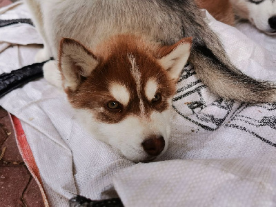 De La Vallée Des Loges - Siberian Husky - Portée née le 03/01/2022