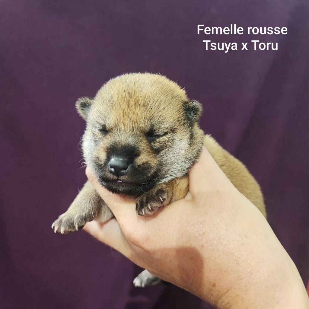 De La Vallée Des Loges - Chiot disponible  - Shiba