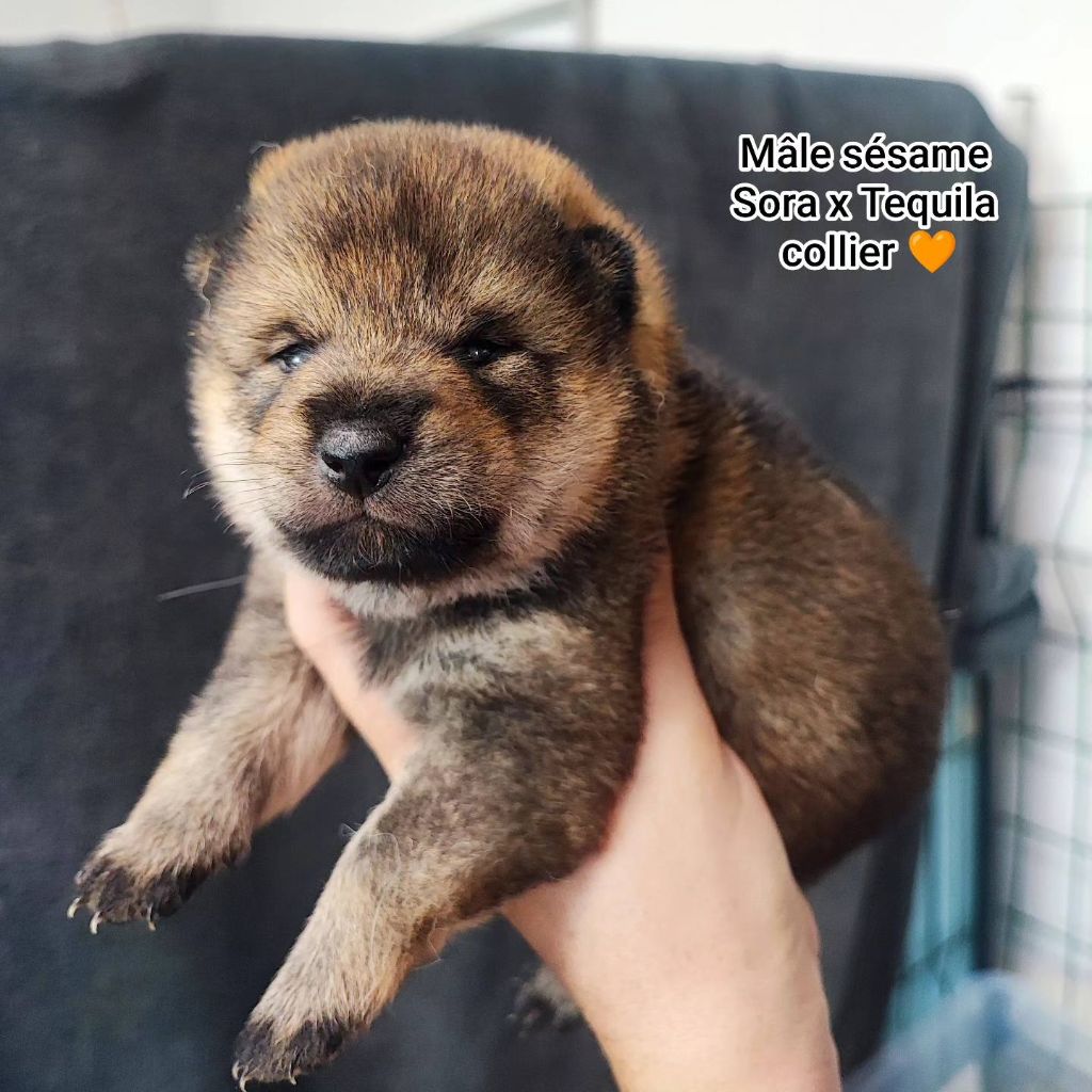 De La Vallée Des Loges - Chiot disponible  - Shiba