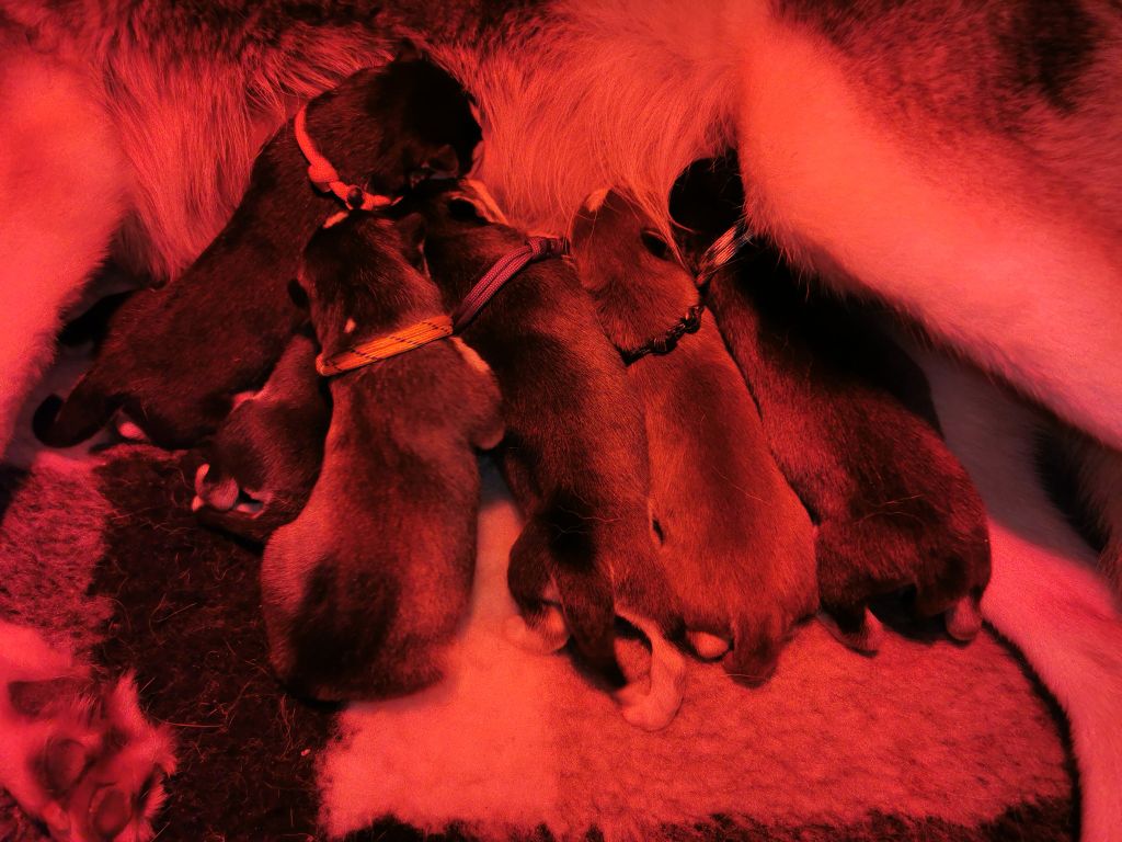 De La Vallée Des Loges - Siberian Husky - Portée née le 24/03/2021