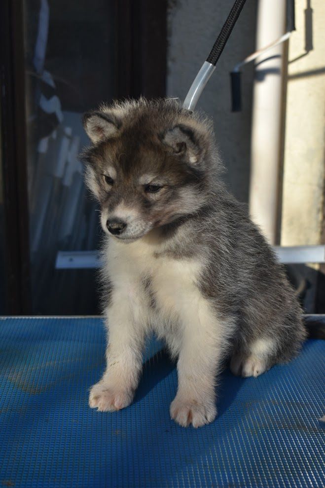 De La Vallée Des Loges - Chiot disponible  - Siberian Husky