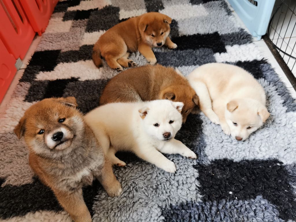 chiot Shiba De La Vallée Des Loges