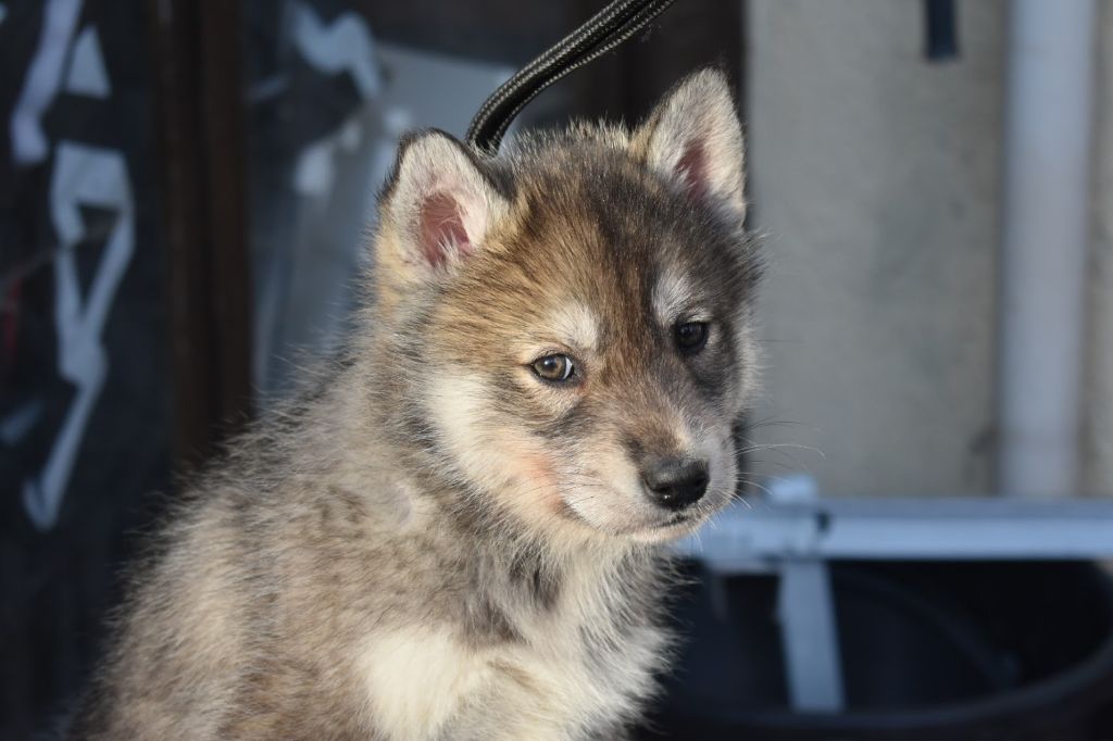 De La Vallée Des Loges - Chiot disponible  - Siberian Husky