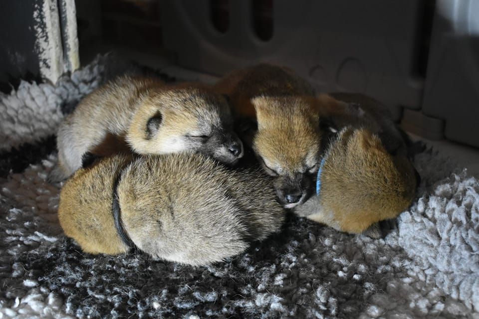 chiot Shiba De La Vallée Des Loges