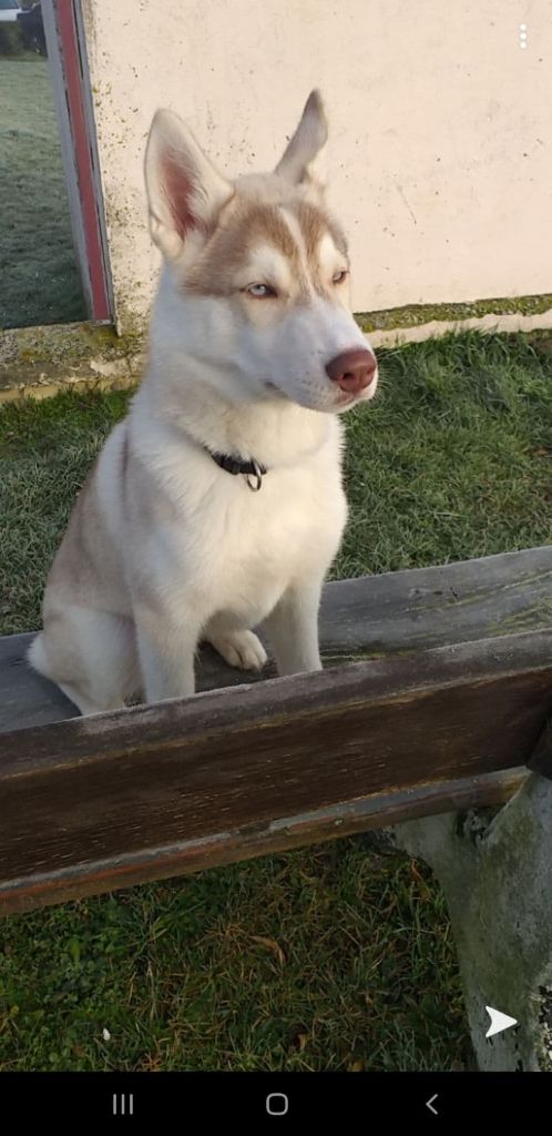Prince simba De La Vallée Des Loges