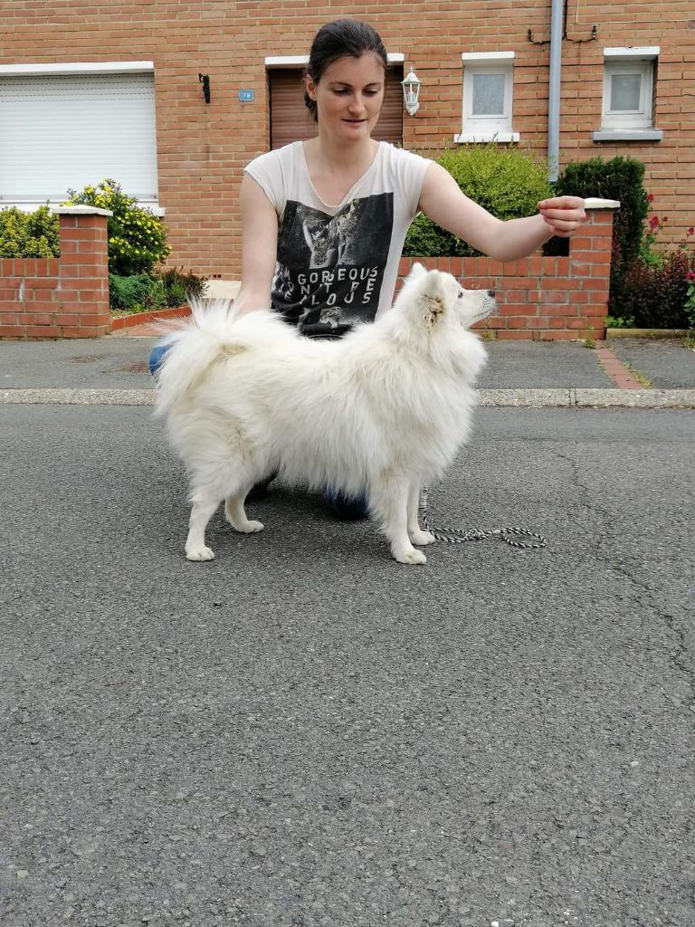Arawak'Aussie Orochi