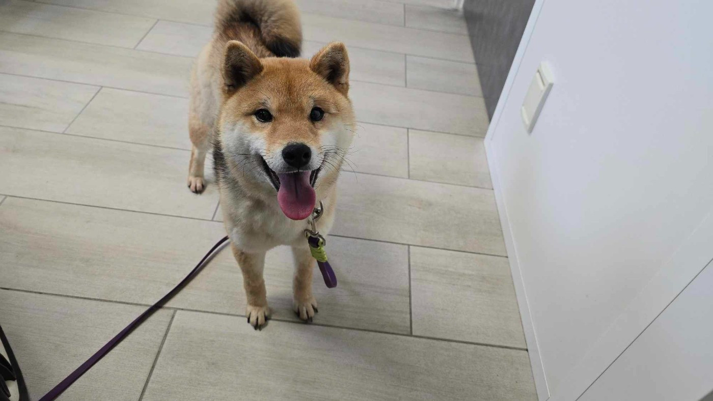 Vazako Mittsu Ai De La Vallée Des Loges