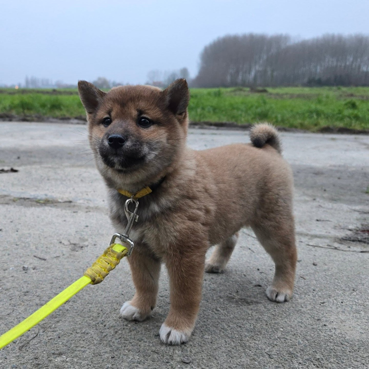 Vyoko Ai No Kisu De La Vallée Des Loges