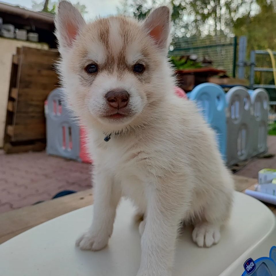 De La Vallée Des Loges - Siberian Husky - Portée née le 10/09/2022