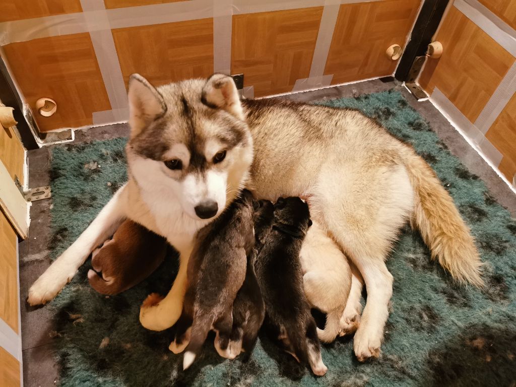 De La Vallée Des Loges - Siberian Husky - Portée née le 25/11/2020
