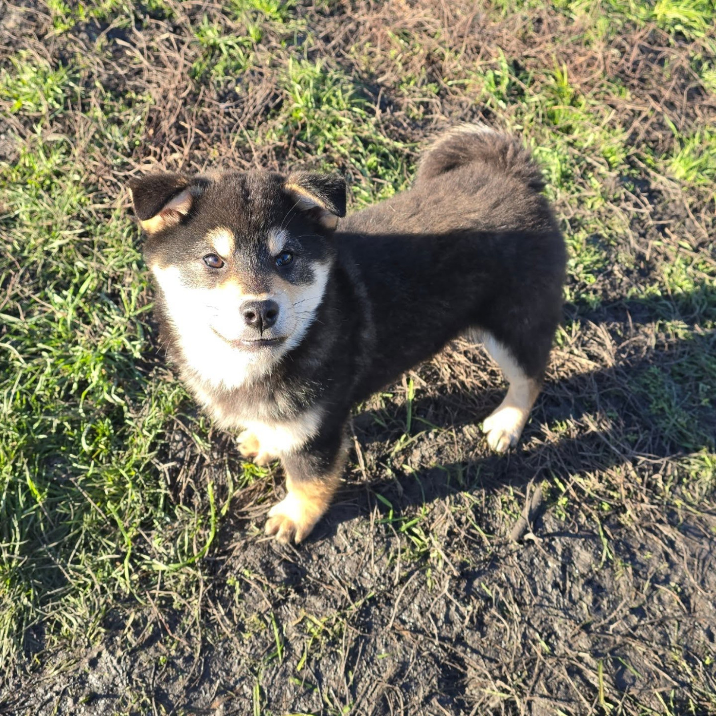 De La Vallée Des Loges - Chiots disponibles - Shiba