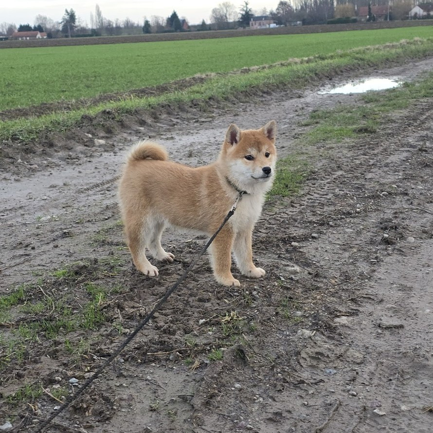 De La Vallée Des Loges - Chiots disponibles - Shiba