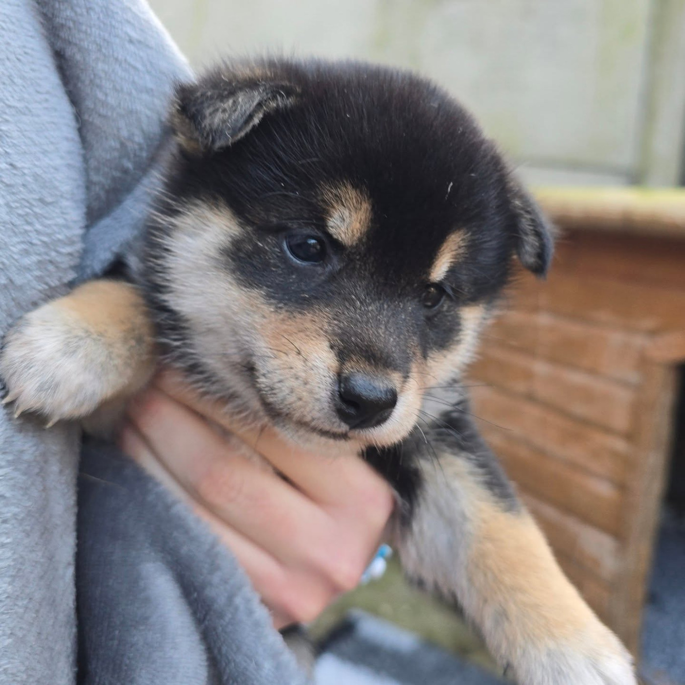 De La Vallée Des Loges - Chiots disponibles - Shiba
