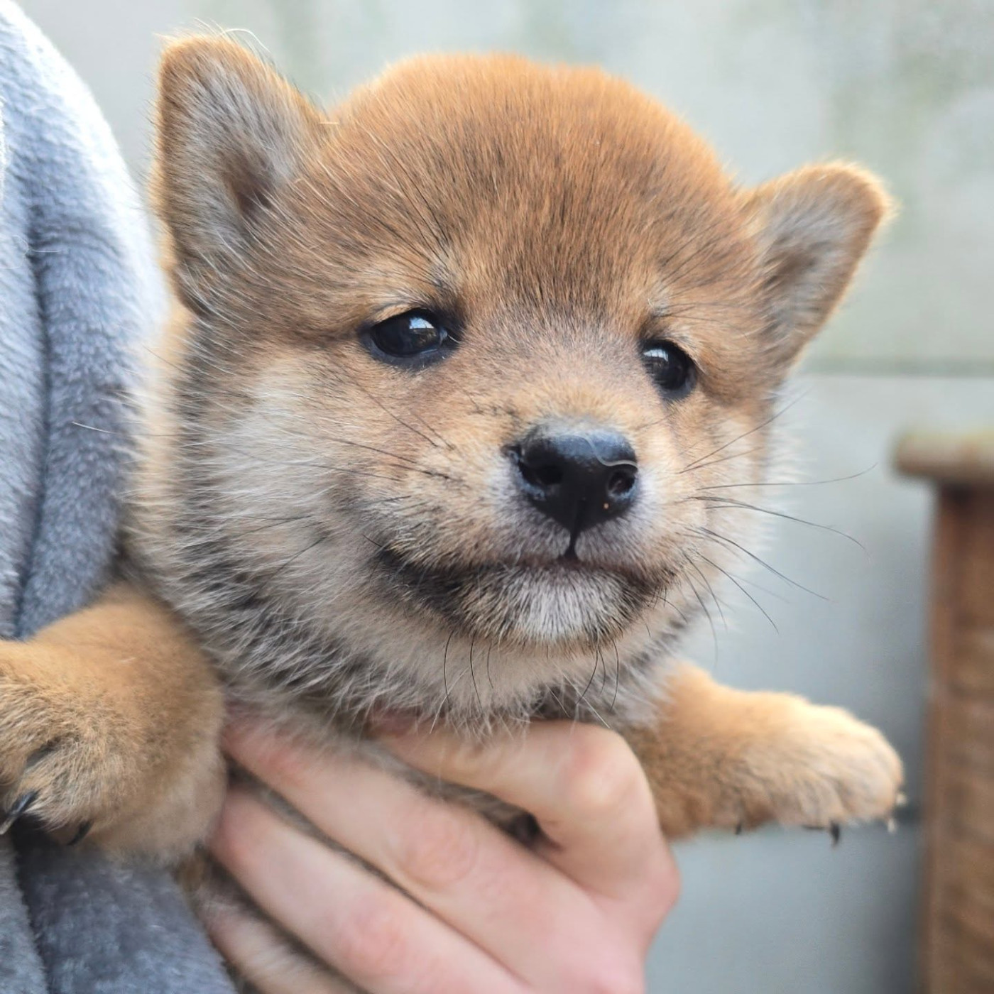 De La Vallée Des Loges - Chiots disponibles - Shiba