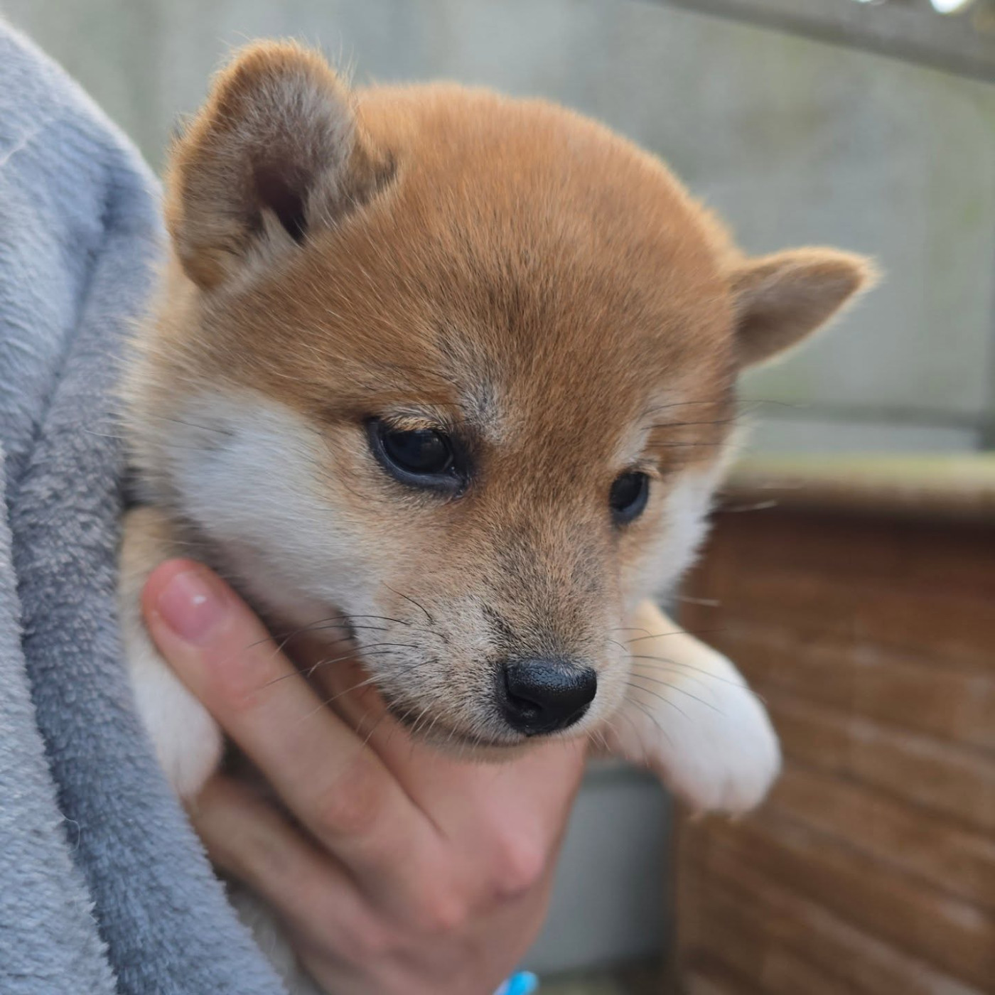 De La Vallée Des Loges - Chiots disponibles - Shiba