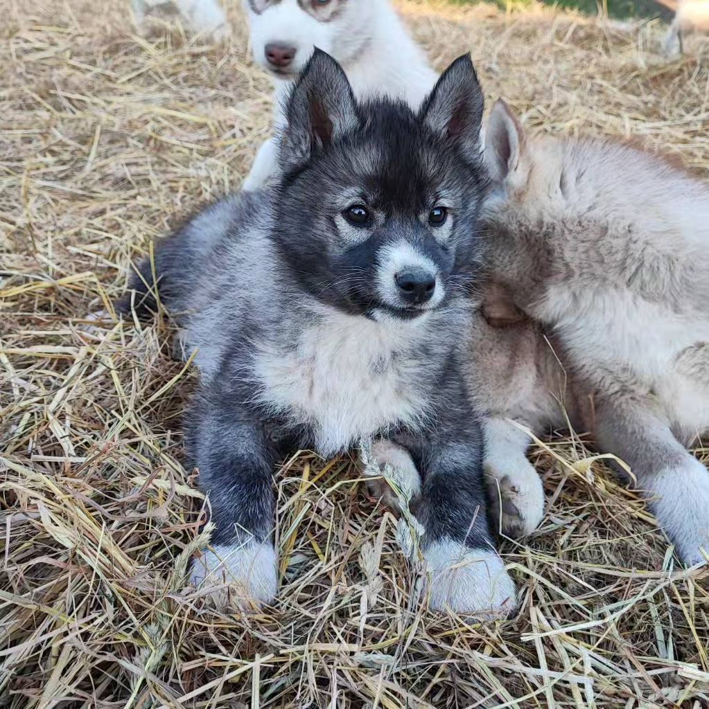 De La Vallée Des Loges - Chiots disponibles - Siberian Husky