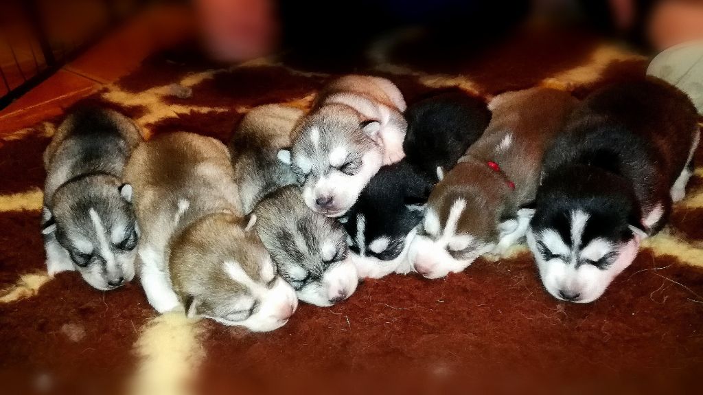 De La Vallée Des Loges - Siberian Husky - Portée née le 30/01/2020