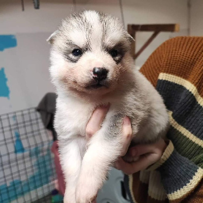 CHIOT 4