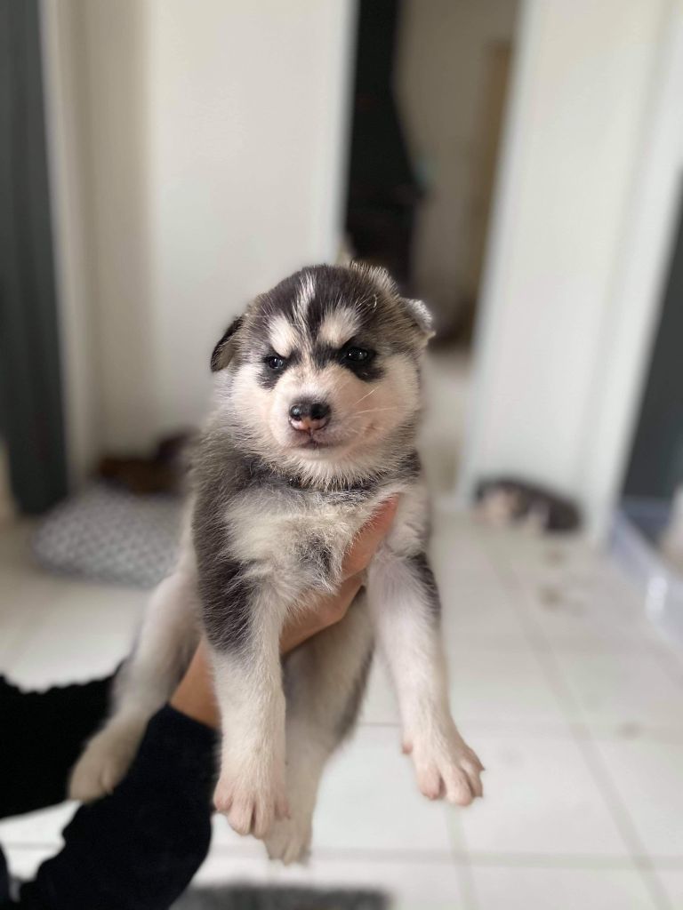De La Vallée Des Loges - Siberian Husky - Portée née le 11/09/2020